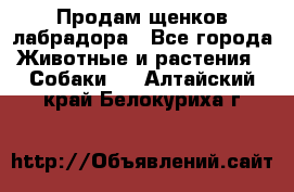 Продам щенков лабрадора - Все города Животные и растения » Собаки   . Алтайский край,Белокуриха г.